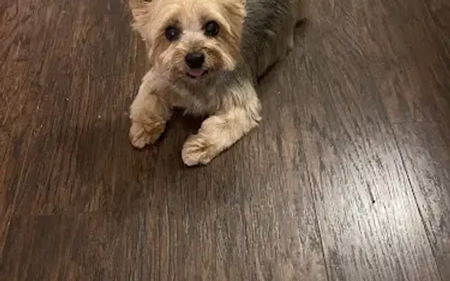 Pup Scrub, LLC Mobile Grooming in Birmingham, AL