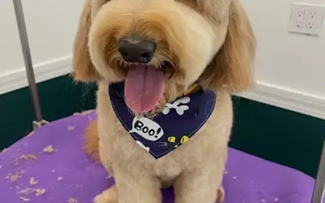 Bronx Tail Grooming Spa in Carle Place, NY