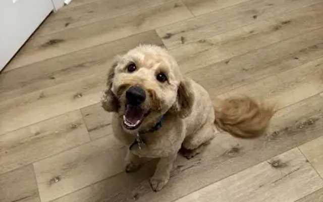 Bark Avenue Grooming & Boarding in Lumberton, TX