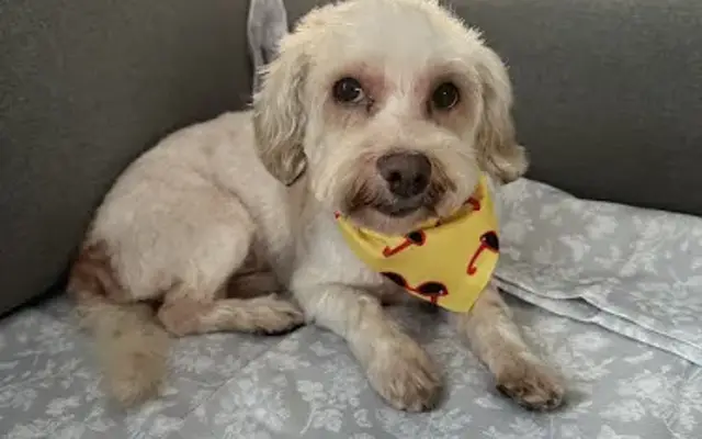 Allie & Paws - Dogs & Cats Grooming in Downey, CA