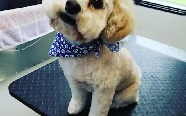 For Pet's Sake Mobile Dog Grooming LLC in Jacksonville, FL