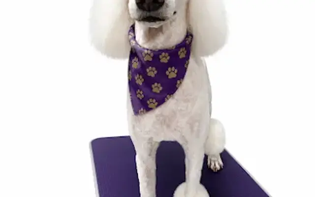 The Royal Treatment Pet Spa and Salon in Maryville, TN