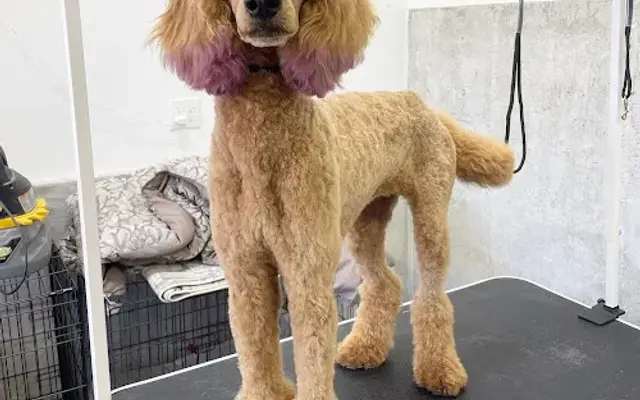 Kailyn's Grooming in Morgan, UT