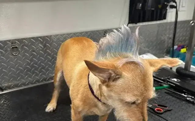 Mobile Pet Grooming Fort Lauderdale in Weston, FL