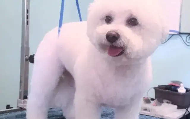 Curly's Pet Grooming LLC in Richmond, TX