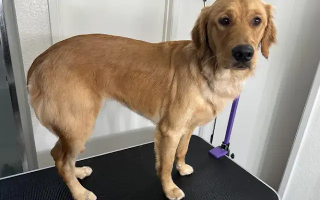 Buddy Love Grooming in Galt, CA