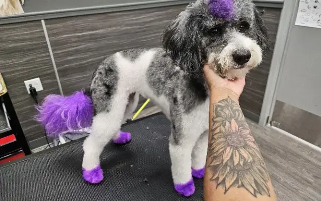 Paws and Harmony by Jazz in Irondequoit, NY