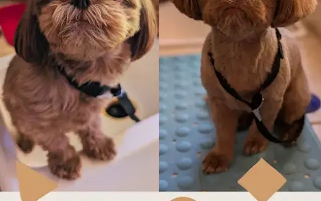 Paws R Us In-Home Mobile Grooming in Litchfield Park, AZ