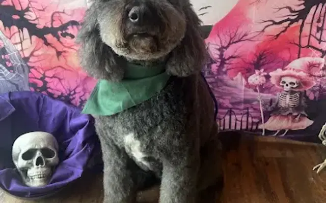 Paws of Valor Dog Grooming LLC in Ringgold, GA