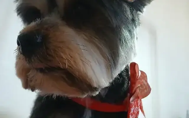 La Pawz Dog Grooming in Ehrenberg, AZ
