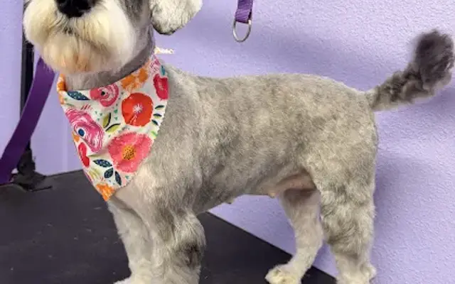 Coles Dog Bathing and More in New Caney, TX