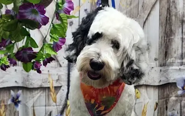 Pampered Pets By Michelle @ Cute Cuts in Largo, FL
