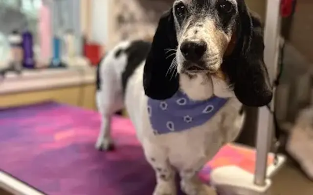 The Dusty Puppy in Phoenix, AZ