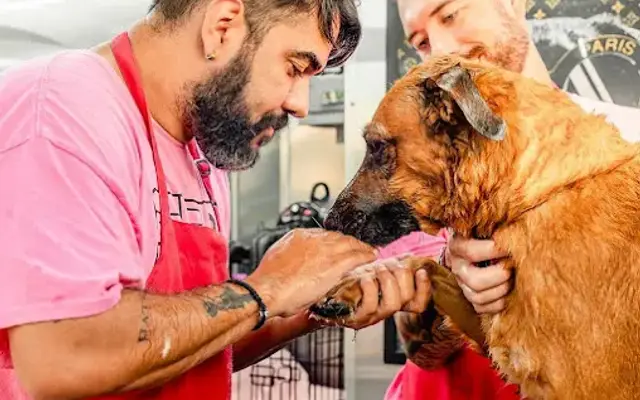 Wash That Fur in Austin, TX