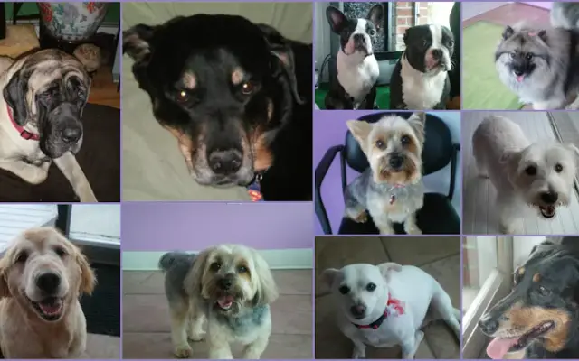 Brusarah Pet Grooming Salon in Mahopac, NY