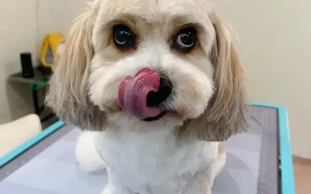 Furvana Pet Spa in Vienna, VA