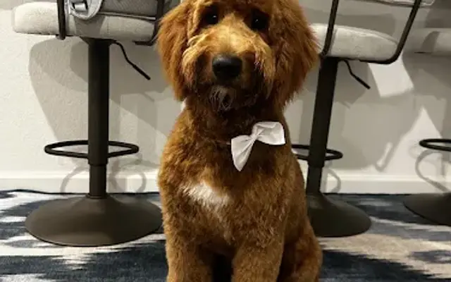 Comfort Styles Mobile Grooming LLC in Dallas, TX
