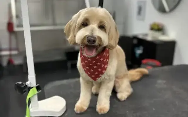 Top Dog Grooming in Fairport, NY