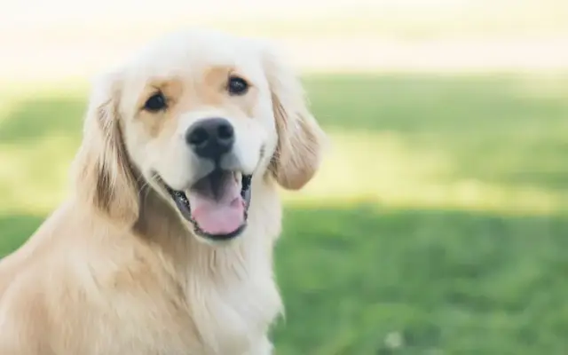 Tri-Valley Dog Grooming in Dublin, CA