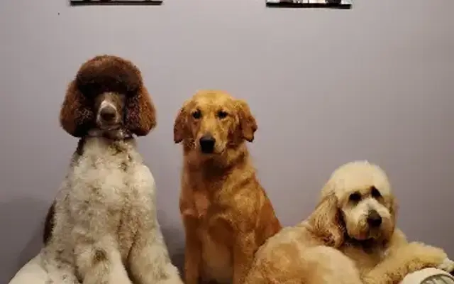 GG's Dog Salon in Scottsville, KY