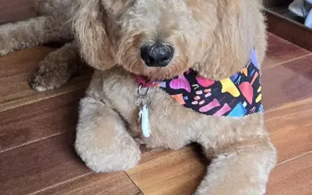 All Star Pet Grooming Skippack in Schwenksville, PA