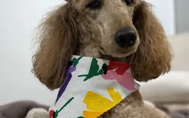 Paw Pads Grooming Salon in Tallapoosa, GA