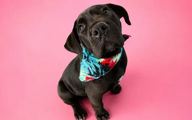 Mobile Grooming by Wash & Wags in Winter Haven, FL