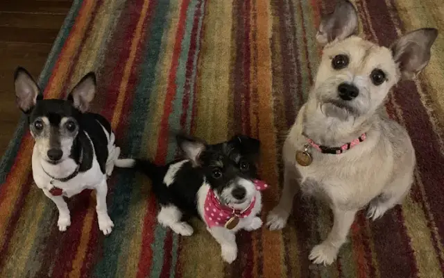Pawfections Grooming in West Columbia, TX