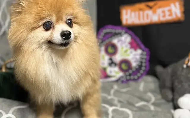 All Star Pet Grooming in St. Charles, IL