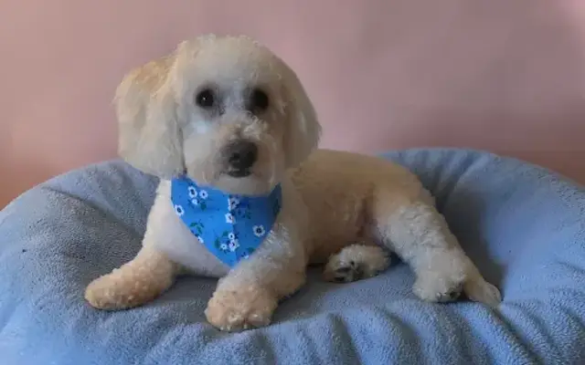 Grace Grooming in Fort Worth, TX