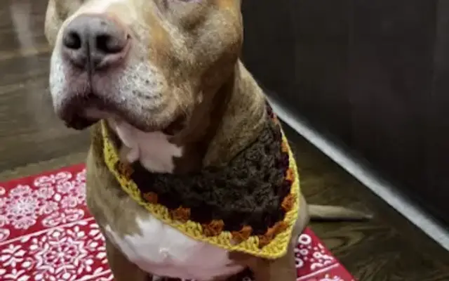 PetSmart Grooming in Lee's Summit, MO