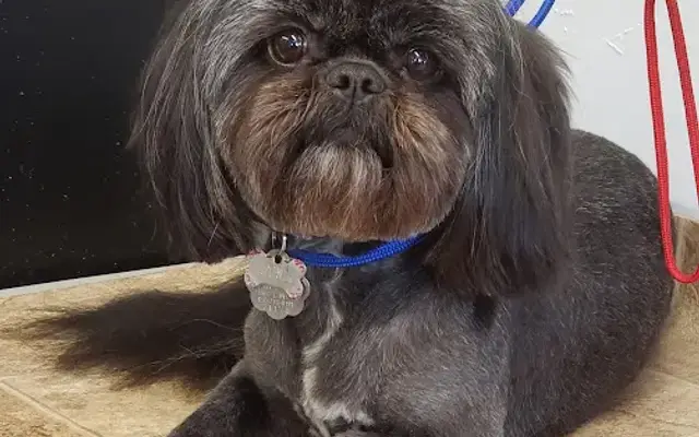 Fur Kids Lodge & Spa in Kingsland, TX