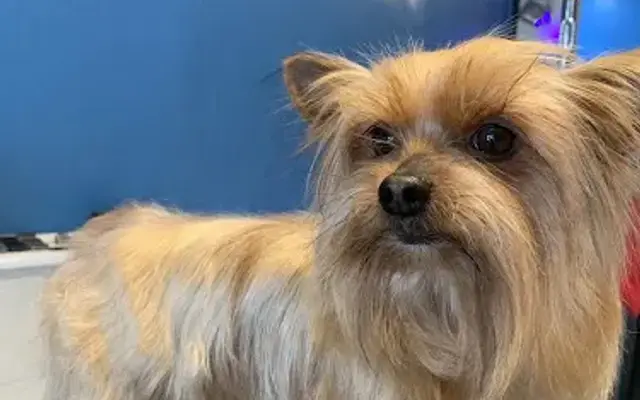 The Pampered Pooch in Chico, CA