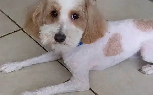 Grooming by Amber in Stockbridge, GA