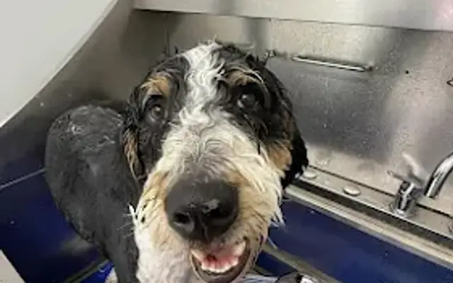 K9 Wash Club in Wantagh, NY
