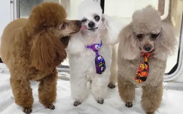 Fur Mobile Grooming Salon in Winder, GA