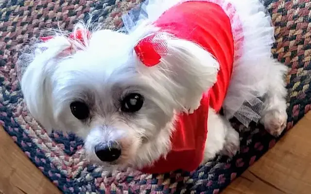 Pawfect Pups Grooming in London, OH