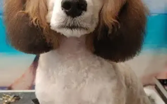 Lesley Grande Grooming in Shreve, OH