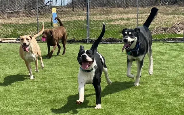 WillowCreek Kennel LLC in Duluth, MN