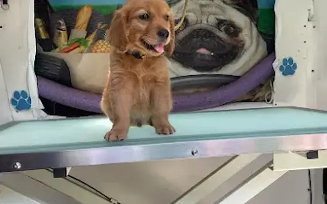 Pet Pampering On Wheels in Lake Elsinore, CA