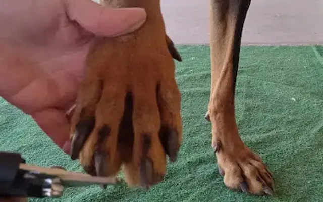 Golden Pet Care LLC in Mesa, AZ