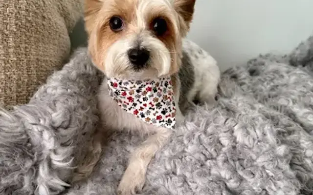 Furever Friends Dog Grooming in Wilmington, NC