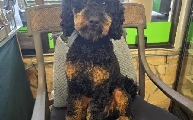 B's Pet Grooming in Robbinsville, NC