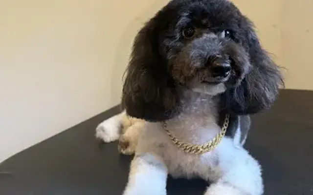 The Barkley Dog Grooming in Pilot Mountain, NC
