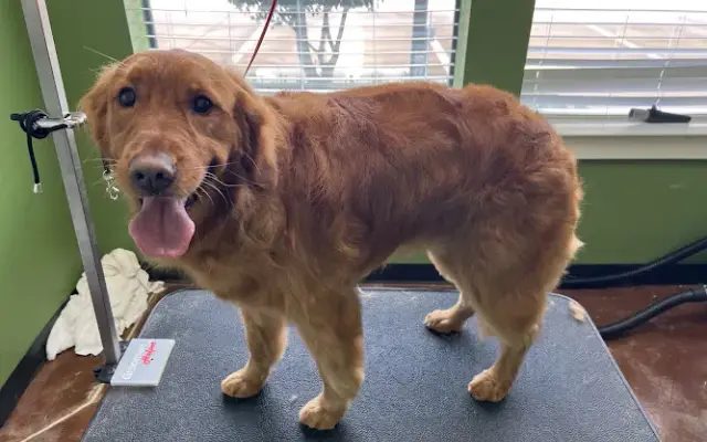 Bubbly Paws in Keller, TX