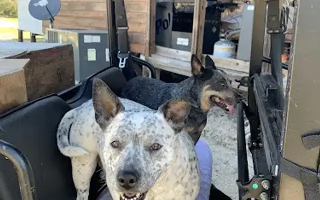 Lynn Matthews Mobile Dog Grooming in Ocklawaha, FL