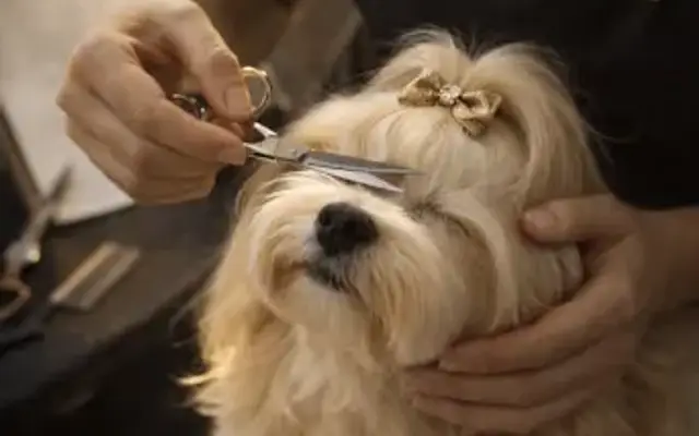 Loving Care In-Home Pet Grooming in Roselle Park, NJ