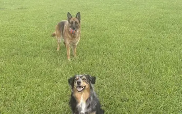 Pawfection By Kate LLC ( Mobile Service ) in Pace, FL