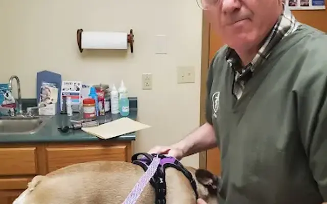 Boyce Animal Hospital in Muncie, IN