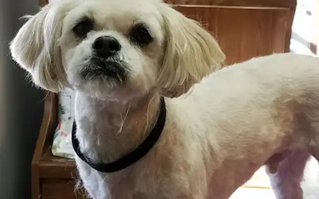 Wagging Tails in Frackville, PA